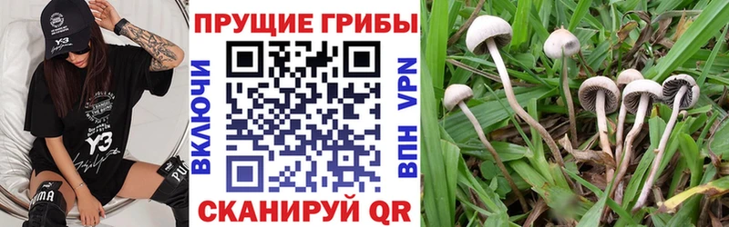 Псилоцибиновые грибы Psilocybe Тогучин