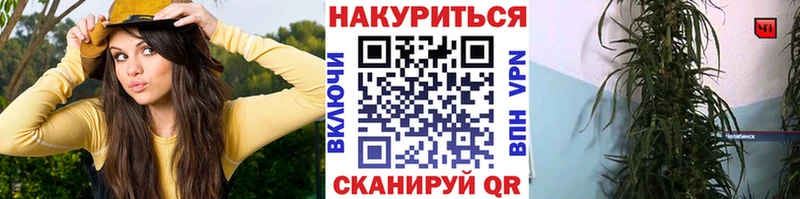 купить   Тогучин  Шишки марихуана марихуана 